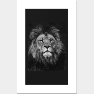 Lion | Unique Beautiful Travelling Home Decor | Phone Cases Stickers Wall Prints | Scottish Travel Photographer  | ZOE DARGUE PHOTOGRAPHY | Glasgow Travel Photographer Posters and Art